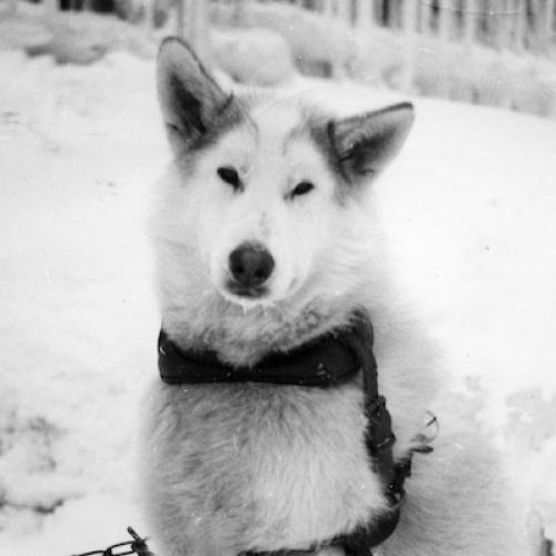 Husky dog at Dettah (Dale Attrell Collection)