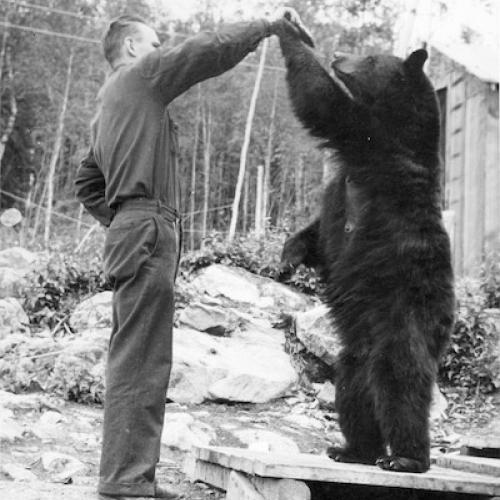 Man feeding bear at unidentified camp 1930s (Joseph Elphege Dancause Collection)